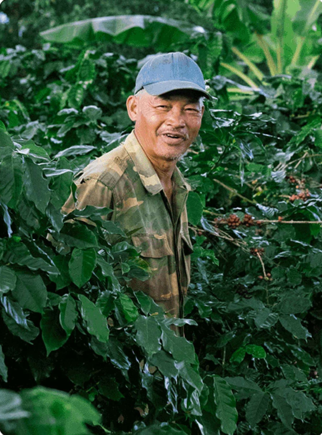 A smiling coffee farmer among coffee plants